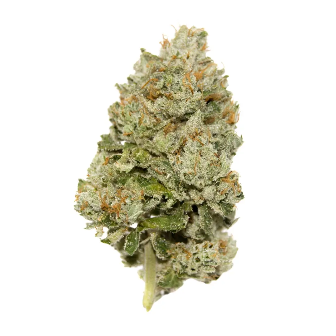Lemon Zkittlez – Automática – Pack com 3 Unidades – Santa Semente - Imagem 3