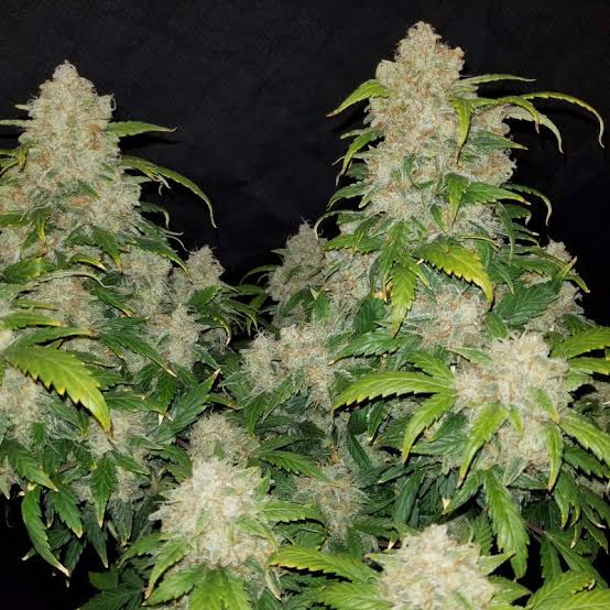 Lemon Zkittlez – Automática – Pack com 3 Unidades – Santa Semente - Imagem 4