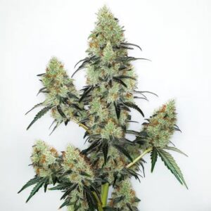 Lemon Zkittlez Feminizada - Santa Semente