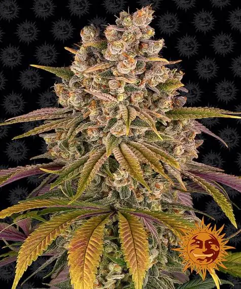 Lemon Tree - Fot. Feminizada - Pack com 3 unidades - BARNEYS FARM - Imagem 11