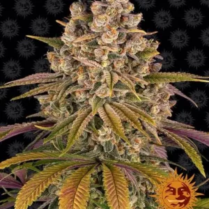 Lemon Tree - Fot. Feminizada - Pack com 3 unidades - BARNEYS FARM