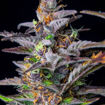 Melon OG – Automática – Pack com 3 Unidades – Santa Semente - Imagem 2