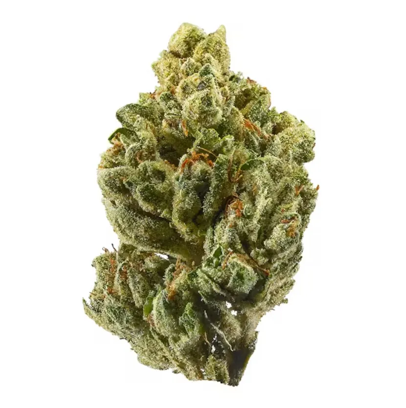 OG Kush – Automática – Pack com 1 Unidade – Santa Semente - Imagem 2