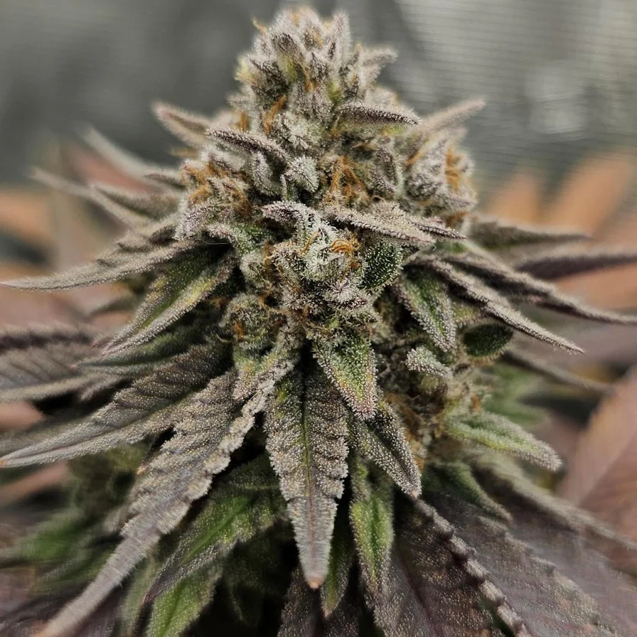 OG Kush – Automática – Pack com 1 Unidade – Santa Semente - Imagem 3