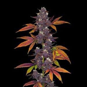 Purple CBD Santa Semente - Santa Semente