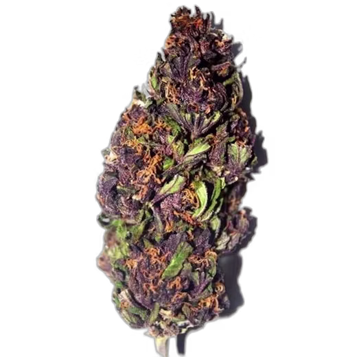 Purple Haze – Automática – Pack com 1 Unidade – Santa Semente - Imagem 2