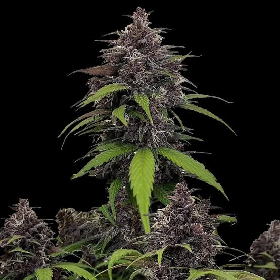 Purple Haze – Automática – Pack com 3 Unidades – Santa Semente - Imagem 3