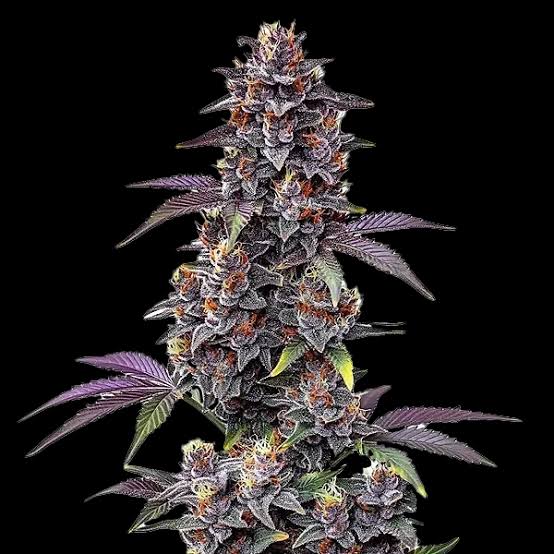 Purple Haze Santa Semente - Santa Semente