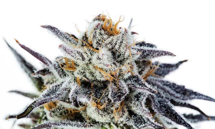 Purple Punch – Foto.Feminizada – Pack com 1 Unidade – Santa Semente - Imagem 2