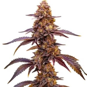 Red Skunk feminizada Santa Semente - Santa Semente