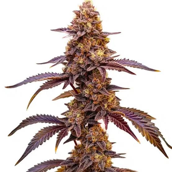 Red Skunk feminizada Santa Semente - Santa Semente