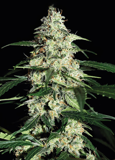 Skunk – Automática – Pack com 1 Unidade – Santa Semente - Imagem 2
