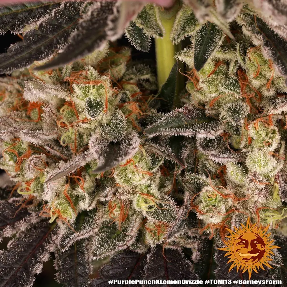 Purple Punch x Lemon Drizzle – Fot. Feminizada – Pack com 3 unidades – BARNEYS FARM - Imagem 10
