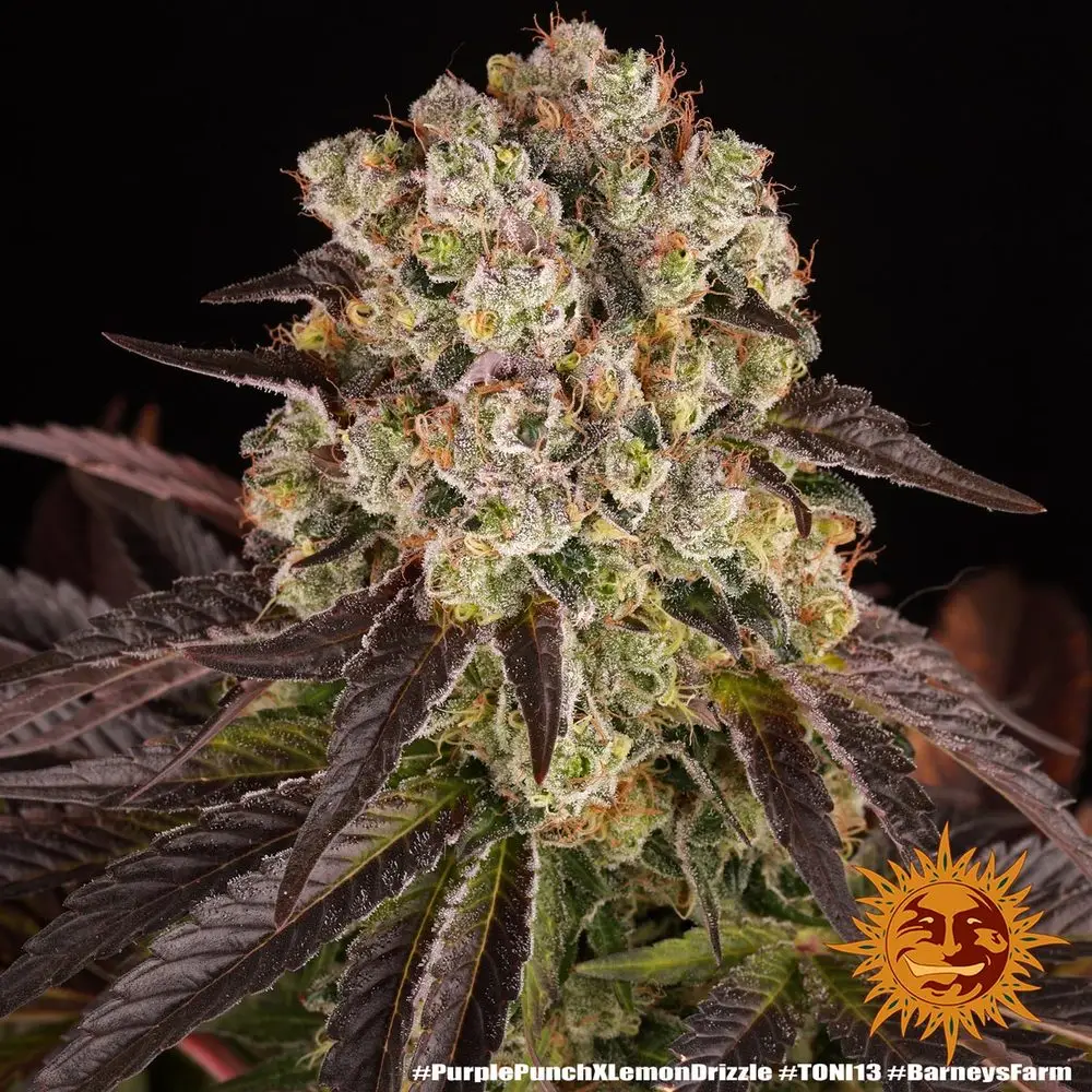 Purple Punch x Lemon Drizzle – Fot. Feminizada – Pack com 3 unidades – BARNEYS FARM - Imagem 11