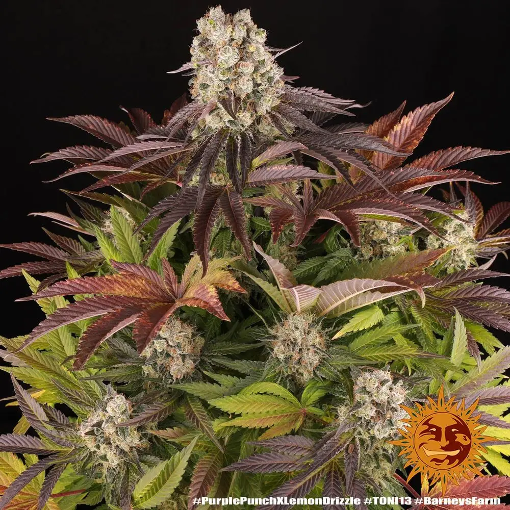 Purple Punch x Lemon Drizzle – Fot. Feminizada – Pack com 3 unidades – BARNEYS FARM - Imagem 12