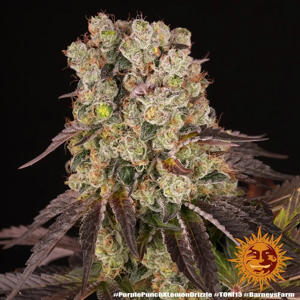 Purple Punch x Lemon Drizzle – Fot. Feminizada – Pack com 3 unidades – BARNEYS FARM - Imagem 14