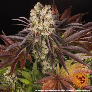 Purple Punch x Lemon Drizzle – Fot. Feminizada – Pack com 3 unidades – BARNEYS FARM