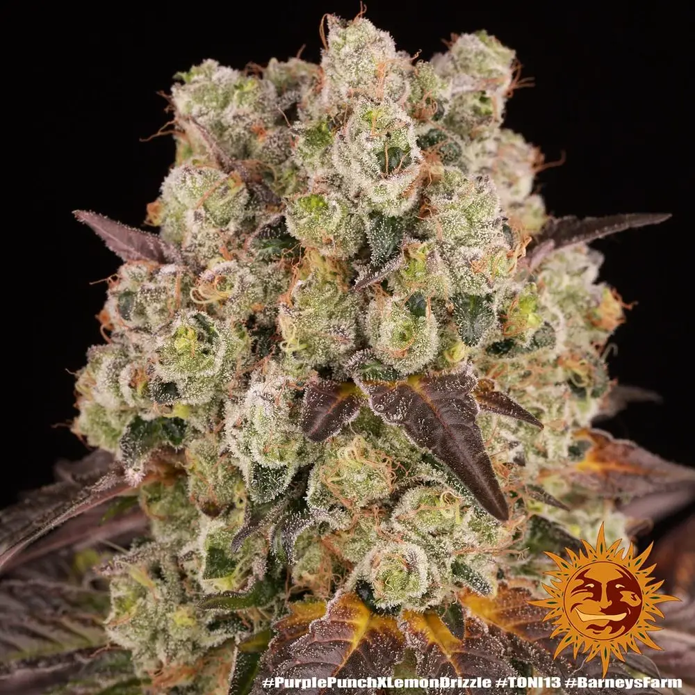 Purple Punch x Lemon Drizzle – Fot. Feminizada – Pack com 3 unidades – BARNEYS FARM - Imagem 2