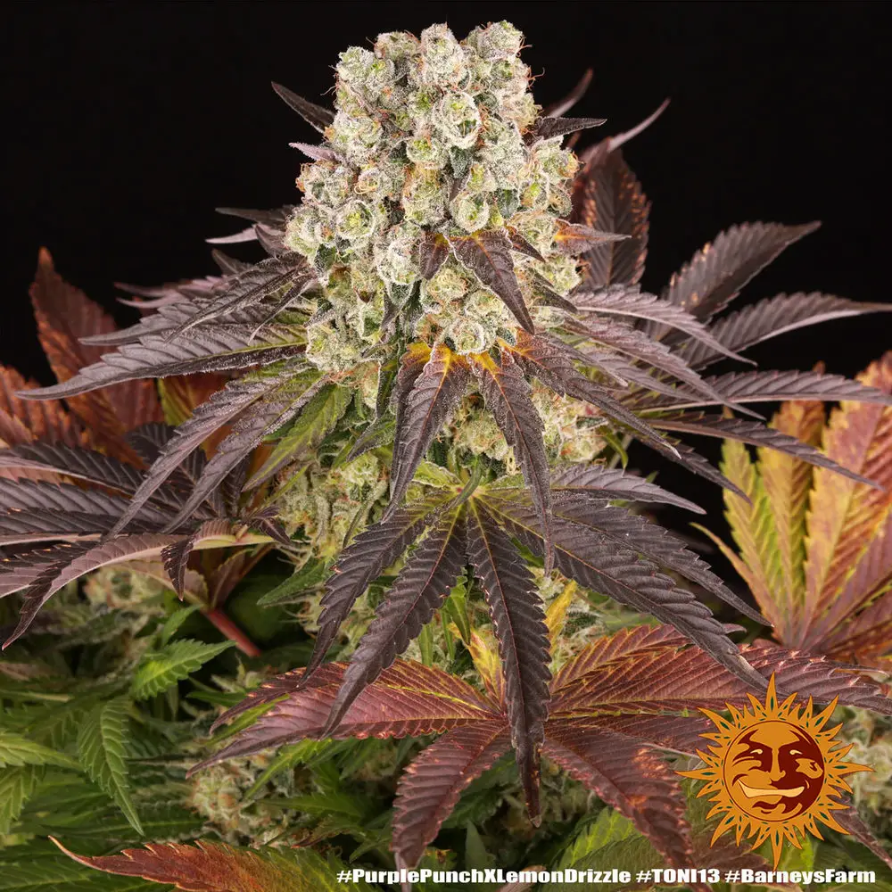 Purple Punch x Lemon Drizzle – Fot. Feminizada – Pack com 3 unidades – BARNEYS FARM - Imagem 3