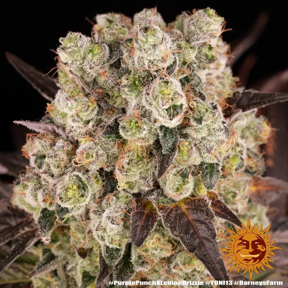 Purple Punch x Lemon Drizzle – Fot. Feminizada – Pack com 3 unidades – BARNEYS FARM - Imagem 5