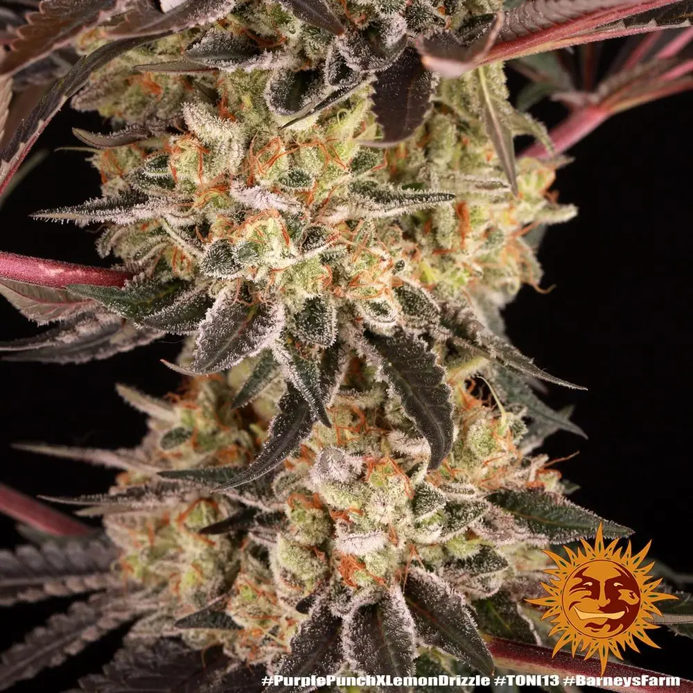 Purple Punch x Lemon Drizzle – Fot. Feminizada – Pack com 3 unidades – BARNEYS FARM - Imagem 6