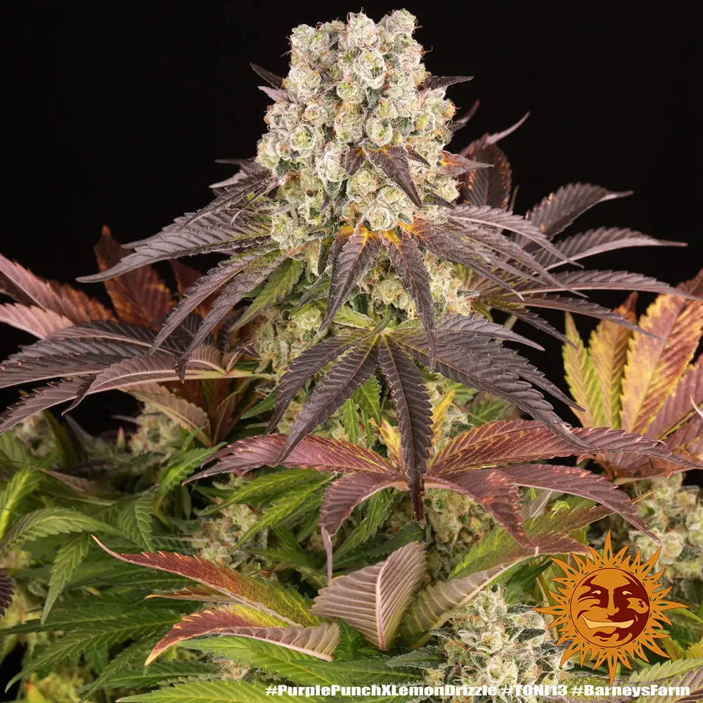 Purple Punch x Lemon Drizzle – Fot. Feminizada – Pack com 3 unidades – BARNEYS FARM - Imagem 8