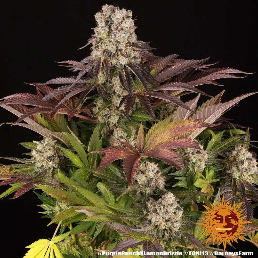 Purple Punch x Lemon Drizzle – Fot. Feminizada – Pack com 3 unidades – BARNEYS FARM - Imagem 4