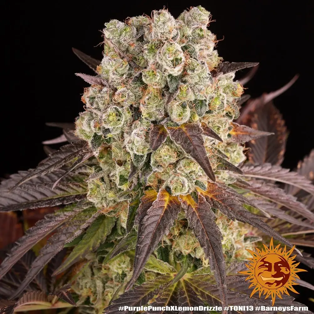 Purple Punch x Lemon Drizzle – Fot. Feminizada – Pack com 3 unidades – BARNEYS FARM - Imagem 7