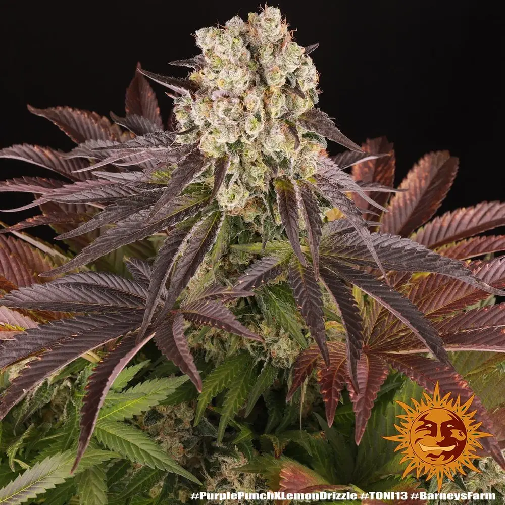 Purple Punch x Lemon Drizzle – Fot. Feminizada – Pack com 3 unidades – BARNEYS FARM - Imagem 9