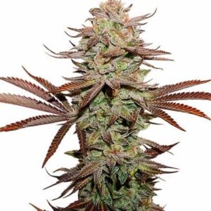 Sticky Fingers – Automática – Pack com 3 Unidades – Seedstockers