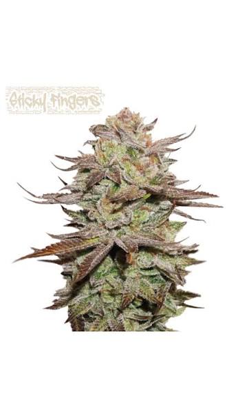 Sticky Fingers – Automática – Pack com 3 Unidades – Seedstockers - Imagem 2