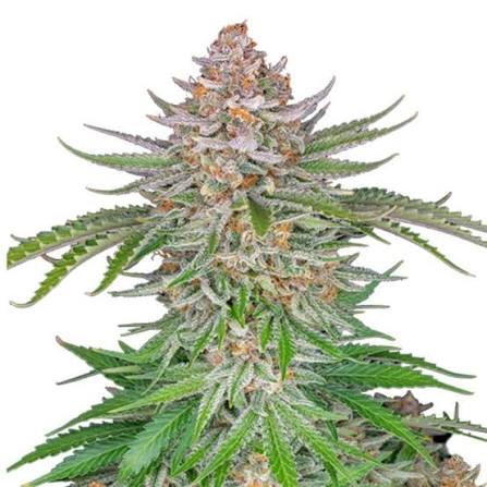 Strawberry Pie – Automática – Pack com 3 Unidades – Santa Semente - Imagem 3