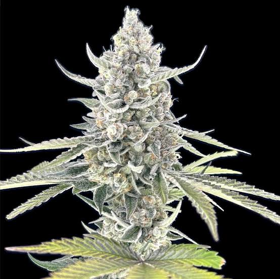 Super Boof – Foto.Feminizada – Pack com 3 Unidades – Santa Semente - Imagem 3