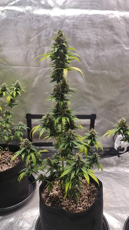 Super Lemon Haze – Automática – Pack com 3 Unidades – Santa Semente - Imagem 2