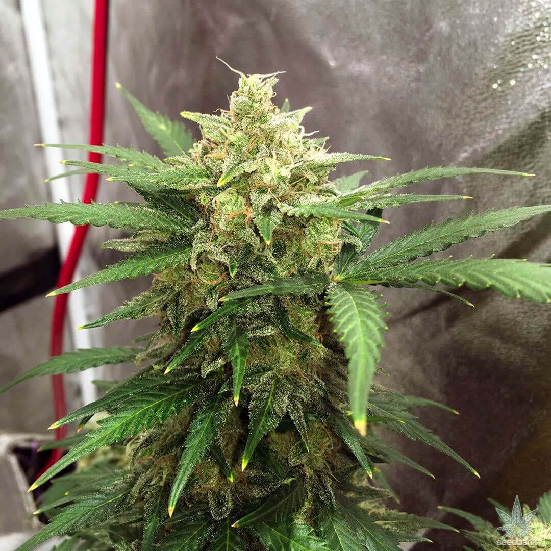 Super Lemon Haze – Automática – Pack com 3 Unidades – Santa Semente - Imagem 3