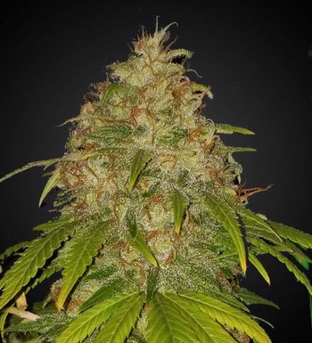 Super Lemon Haze – Automática – Pack com 3 Unidades – Santa Semente - Imagem 4