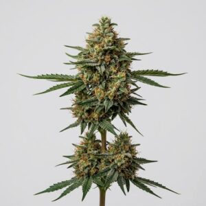 Super Skunk Foto Feminizada - Santa Semente