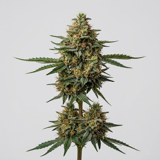 Super Skunk Foto Feminizada - Santa Semente