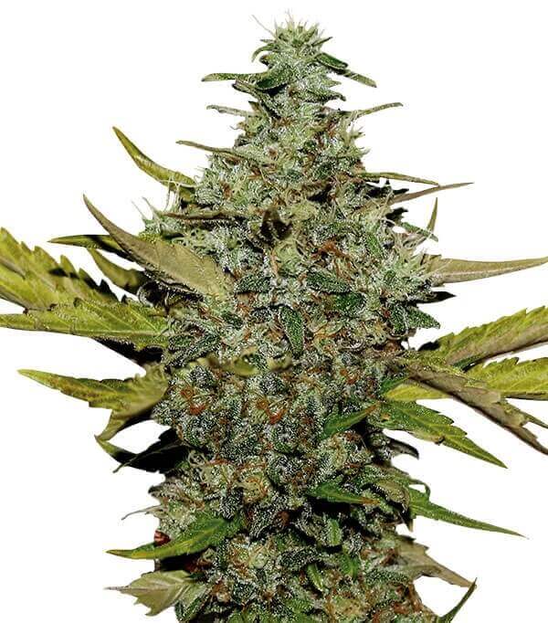 Super Skunk – Foto.Feminizada – Pack com 3 Unidades – Santa Semente - Imagem 2