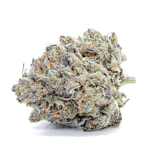 Super Skunk – Foto.Feminizada – Pack com 3 Unidades – Santa Semente - Imagem 3