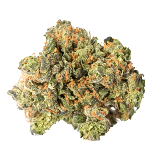 Tropic Punch – Foto.Feminizada – Pack com 3 Unidades – Santa Semente - Imagem 2