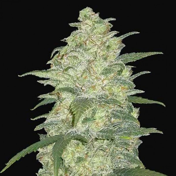 White Widow – Automática – Pack com 1 Unidade – Santa Semente - Imagem 2