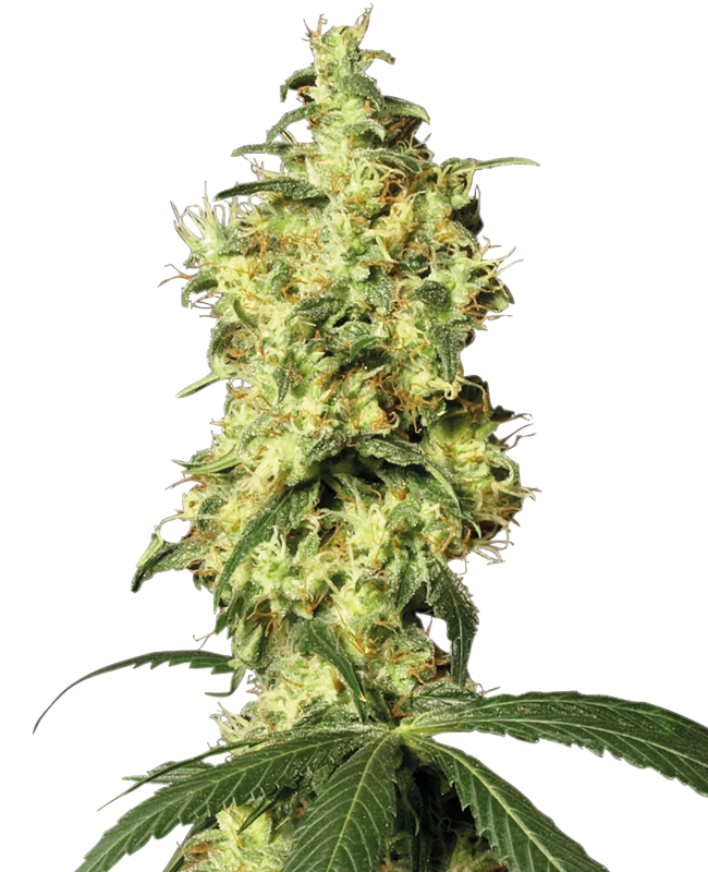 White Widow – Automática – Pack com 1 Unidade – Santa Semente - Imagem 3