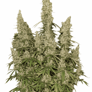 White Widow Santa Semente - Santa Semente