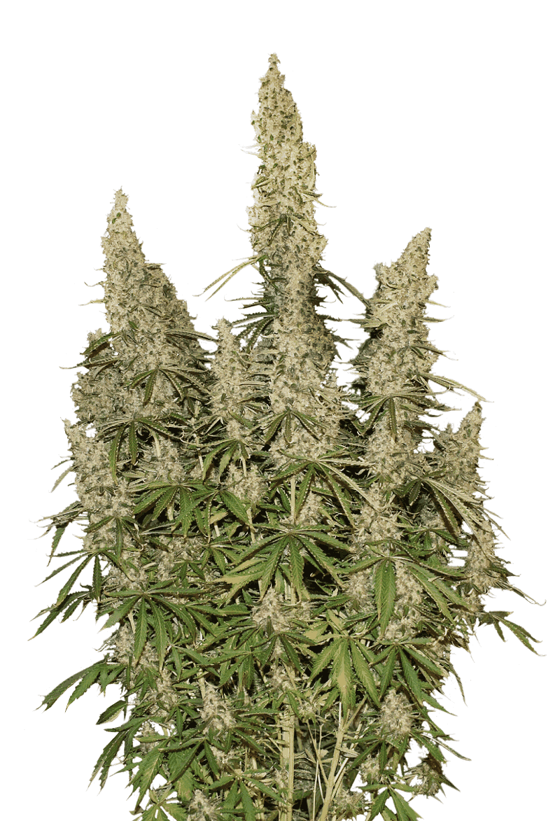 White Widow Santa Semente - Santa Semente