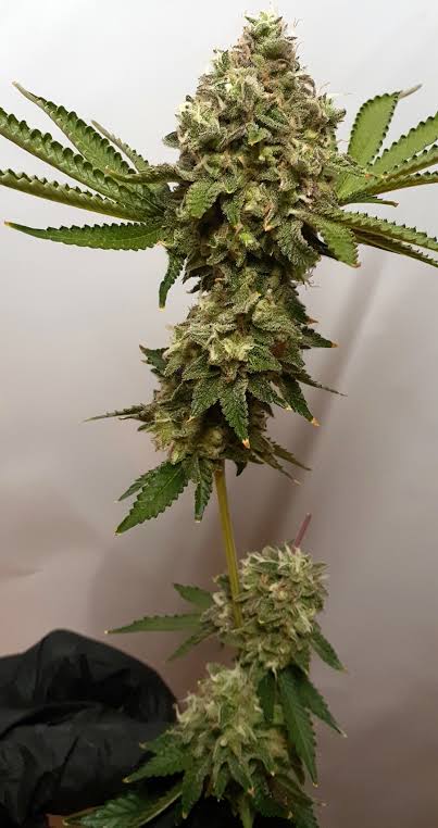 Zkittlez – Foto.Feminizada – Pack com 1 Unidade – Santa Semente - Imagem 2