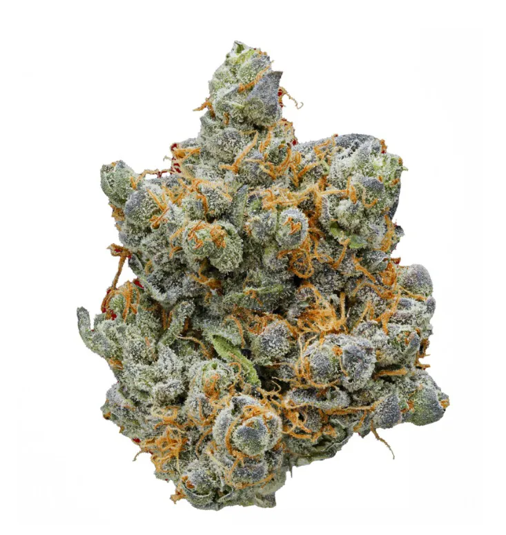 Zkittlez – Foto.Feminizada – Pack com 3 Unidades – Santa Semente - Imagem 3