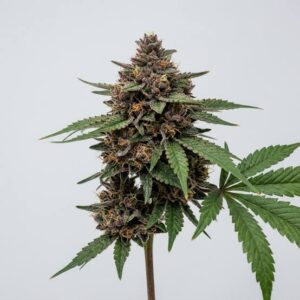 Zkittlez Foto Feminizada Santa Semente - Santa Semente