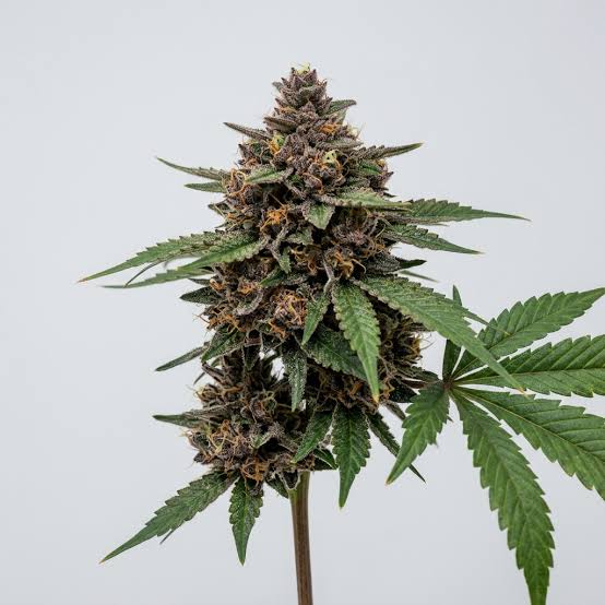 Zkittlez Foto Feminizada Santa Semente - Santa Semente