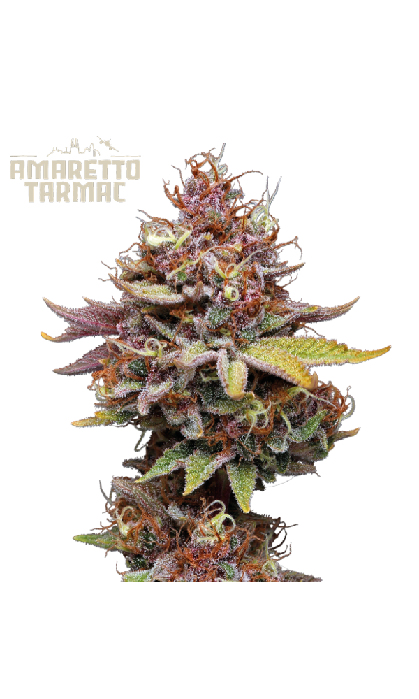 Amaretto Tarmac – Foto.Feminizada – Pack com 3 Unidades – Seedstockers - Imagem 3